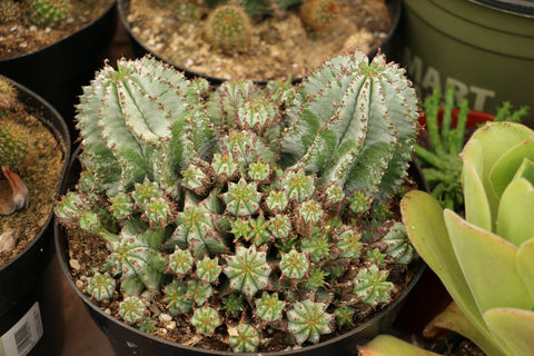 Euphorbia Polygona Snowflakes