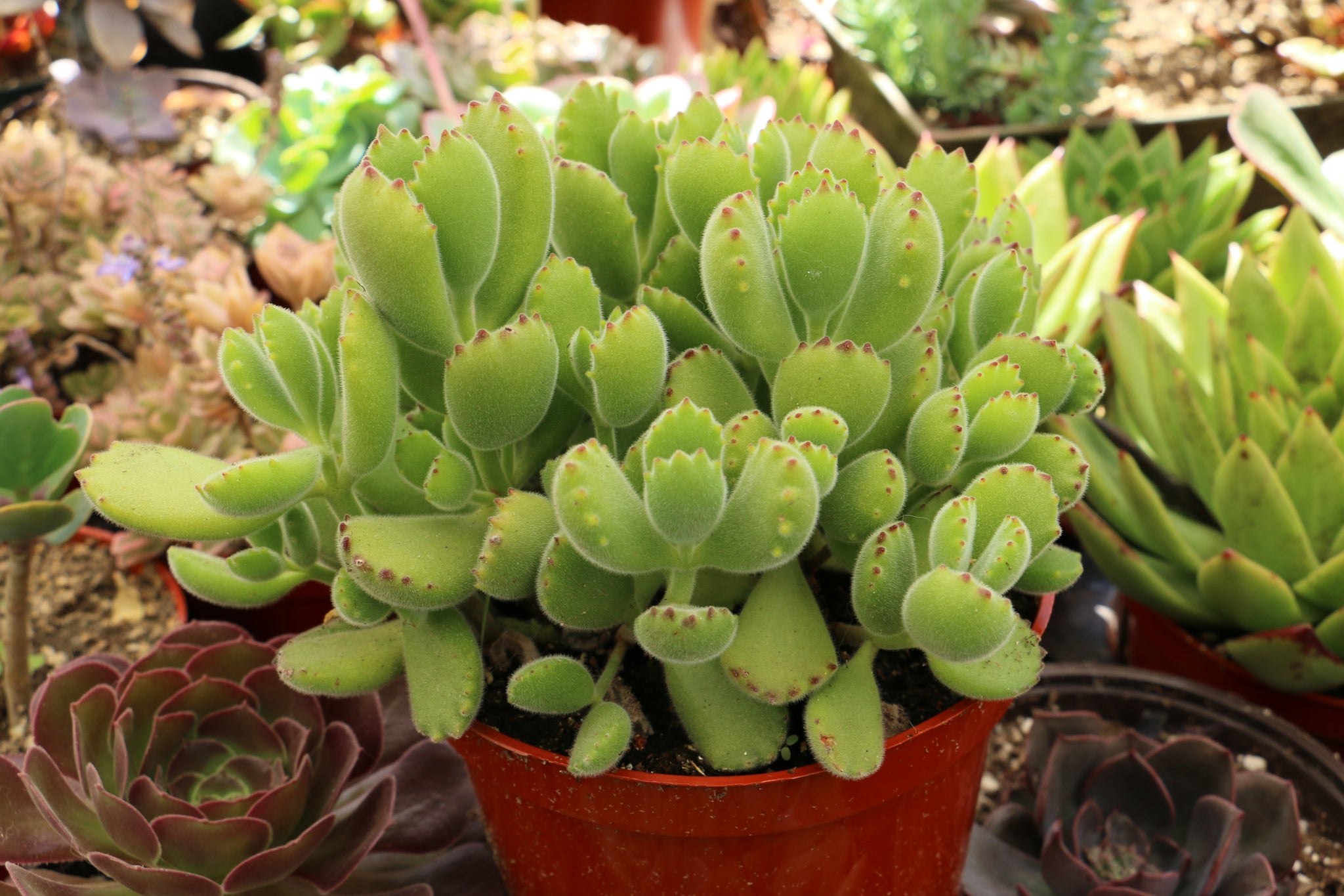 Cotyledon Tomentosa 