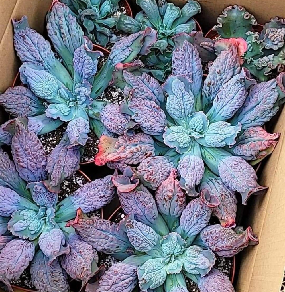 etna succulent Echeveria Etna – AceMegaSucculents