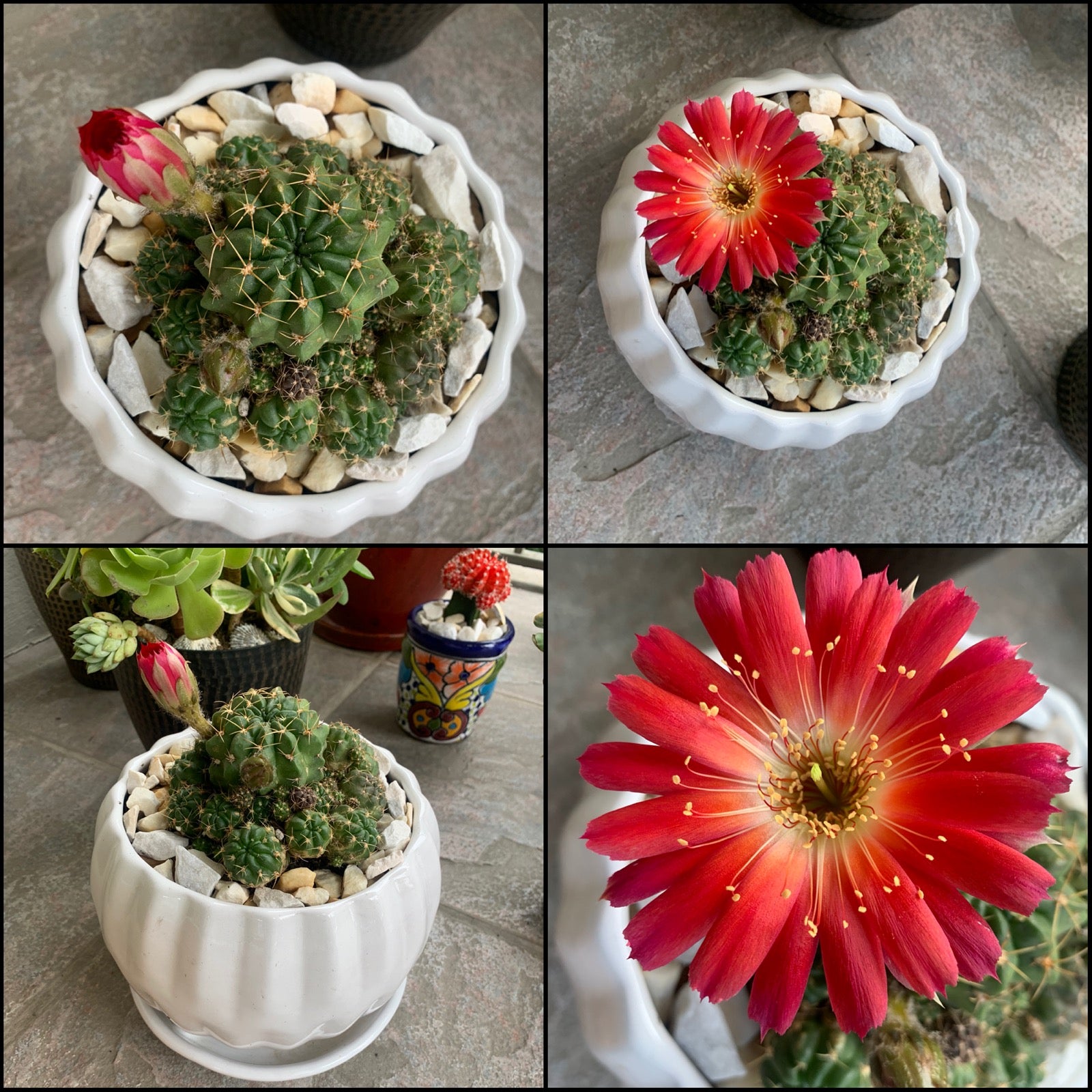 types of cactus in the philippines Altena Lobivia Cactus – AceMegaSucculents