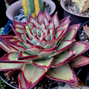 ebony succulent Agavoide Ebony – AceMegaSucculents