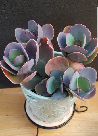 Kalanchoe Rainbow 4"
