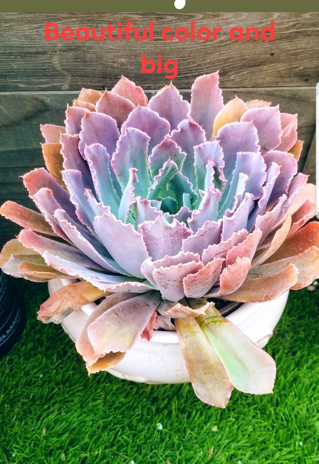 echeveria neon breaker succulent Echeveria Neon Breaker – AceMegaSucculents