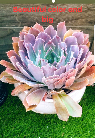 Echeveria Neon Breaker