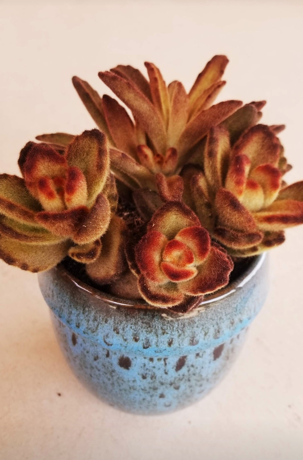 teddy succulent Kalanchoe Panda golden/ Teddy Bear – AceMegaSucculents