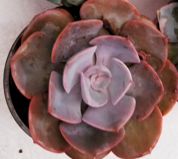 Echeveria 