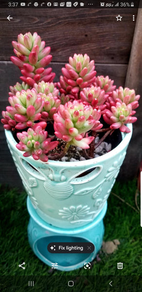 Sedum Rubrotinctum Aurora Pink Jelly Bean 4