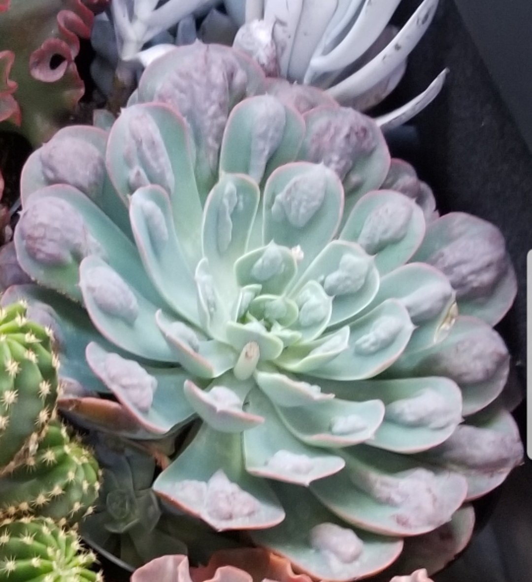 Echeveria Raindrops