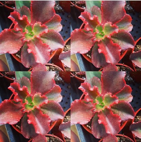 Echeveria Red Ruffles