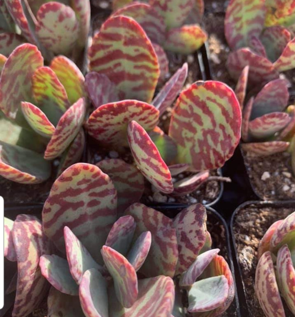 succulent with red stripes Kalanchoe Humilis – AceMegaSucculents