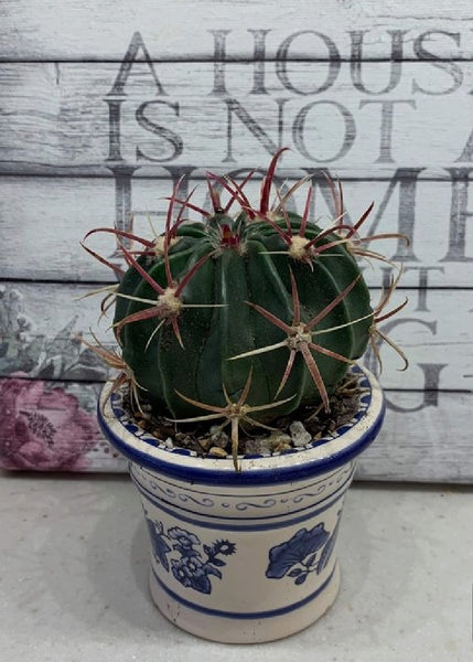 Devil Tongue Barrel Cactus
