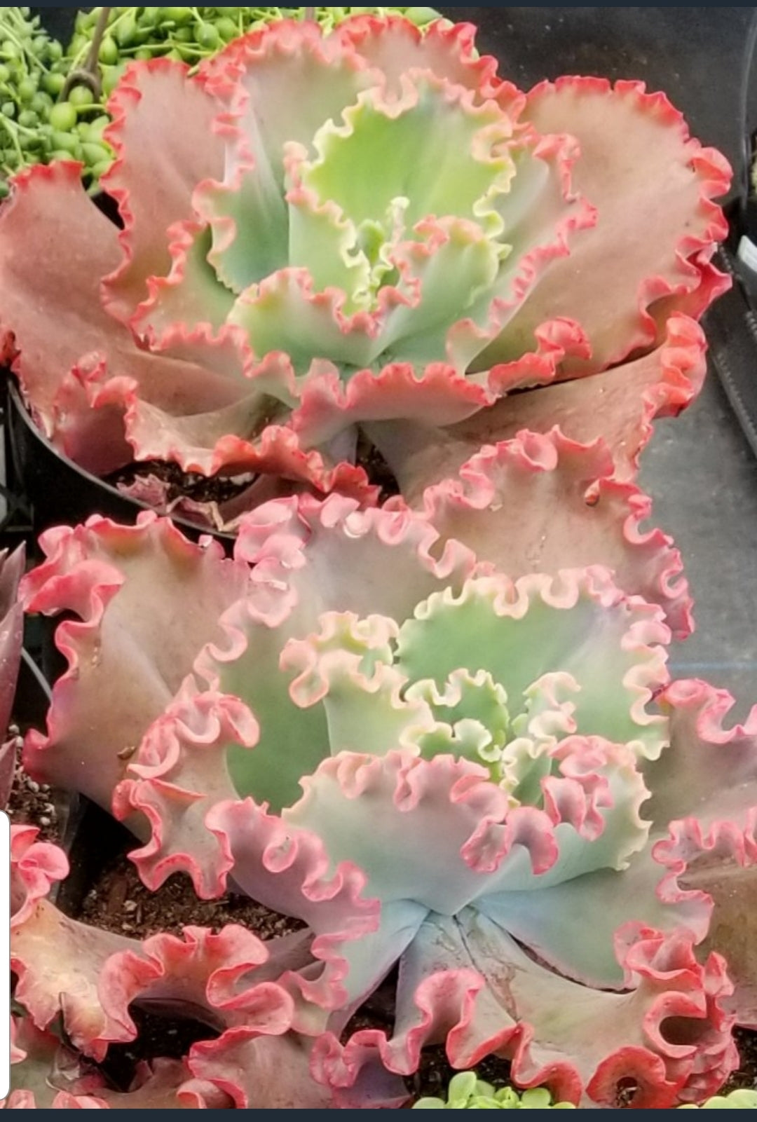 sea dragon succulent for sale Echeveria "Crimson" – AceMegaSucculents