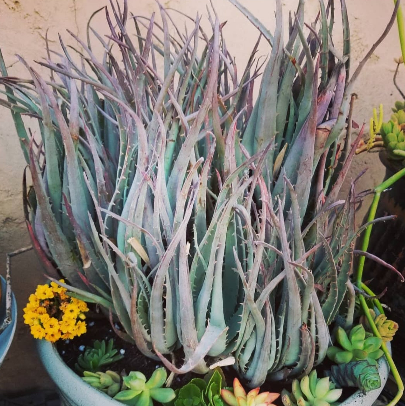 blue aloe vera plant Aloe "Blue Elf" – AceMegaSucculents