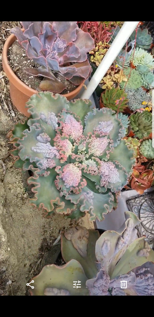 sea dragon succulent for sale Sea dragon – AceMegaSucculents