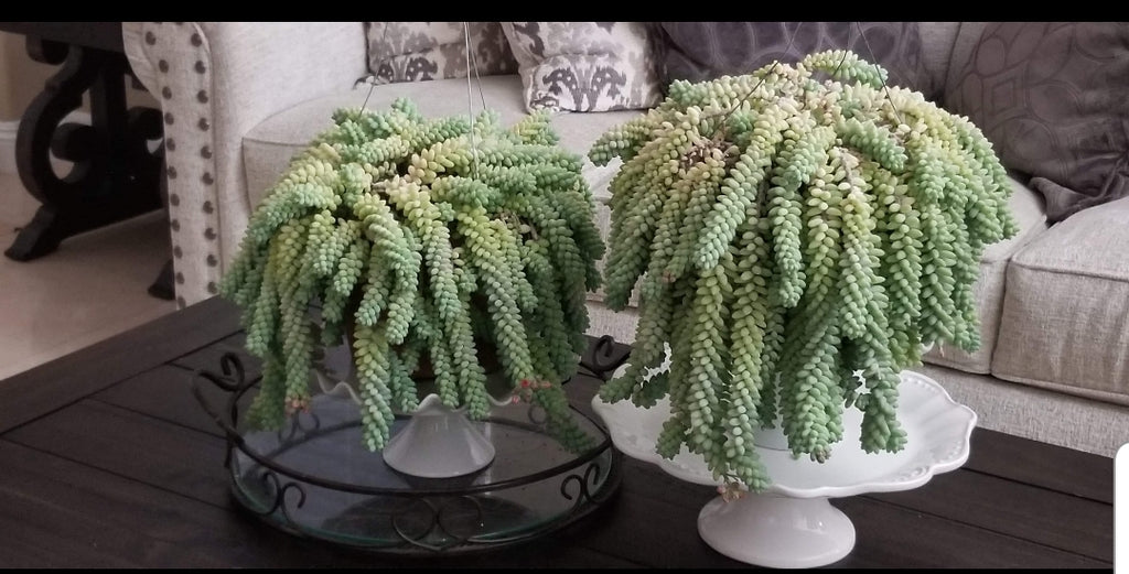 indoor donkey tail plant Sedum Morganianum Donkey tail – AceMegaSucculents