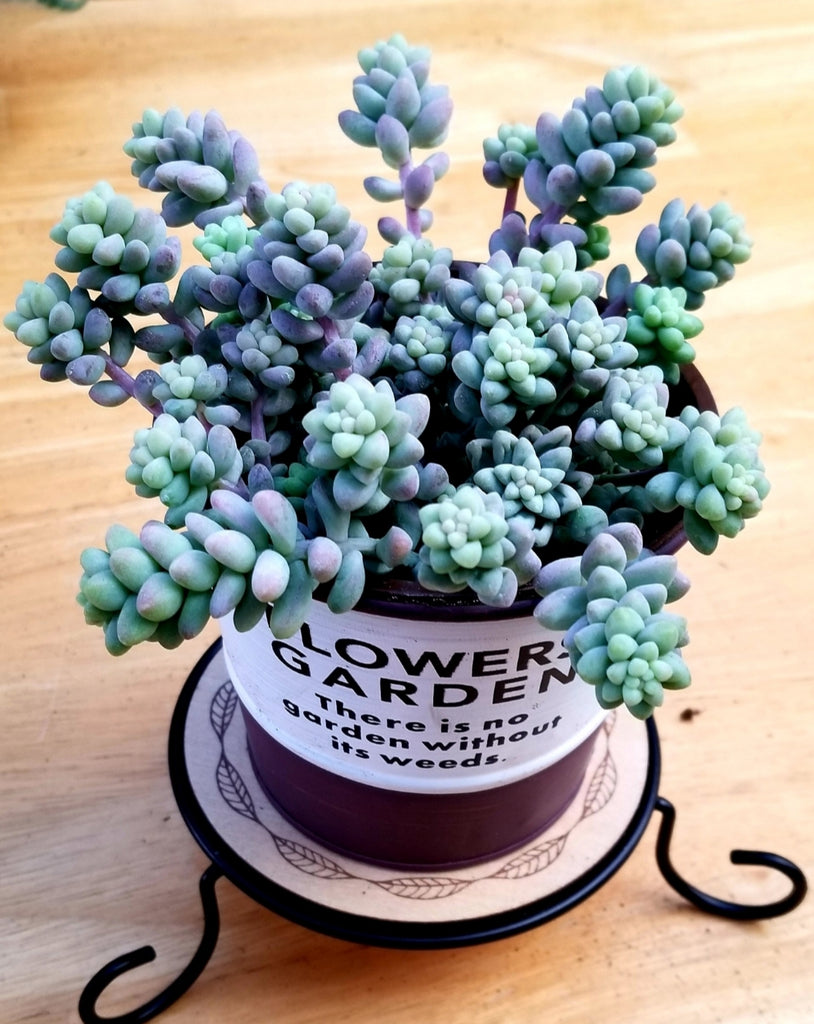 morganianum succulent Sedum Morganianum Donkey tail – AceMegaSucculents