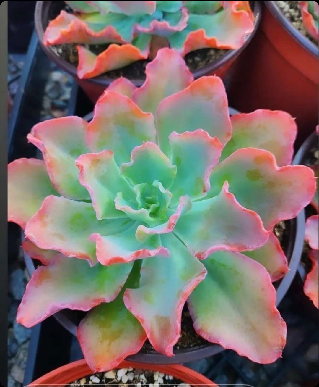 echeveria crinoline ruffles succulent Echeveria Ruffles – AceMegaSucculents