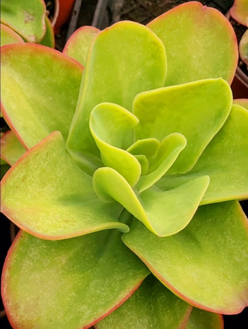 Echeveria Pallida