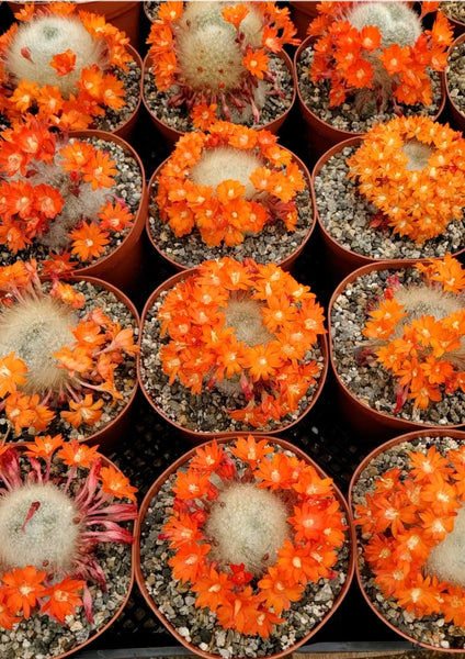 Rebutia albipilosa cactus
