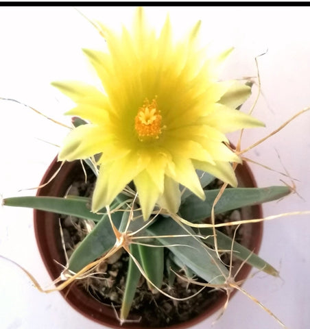 LEUCHTENBERGIA PRINCIPIS