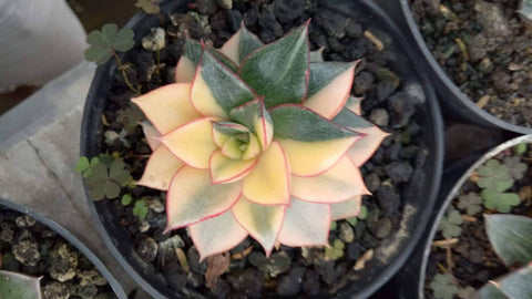 Echeveria Monokerotis Variegated Rare Import