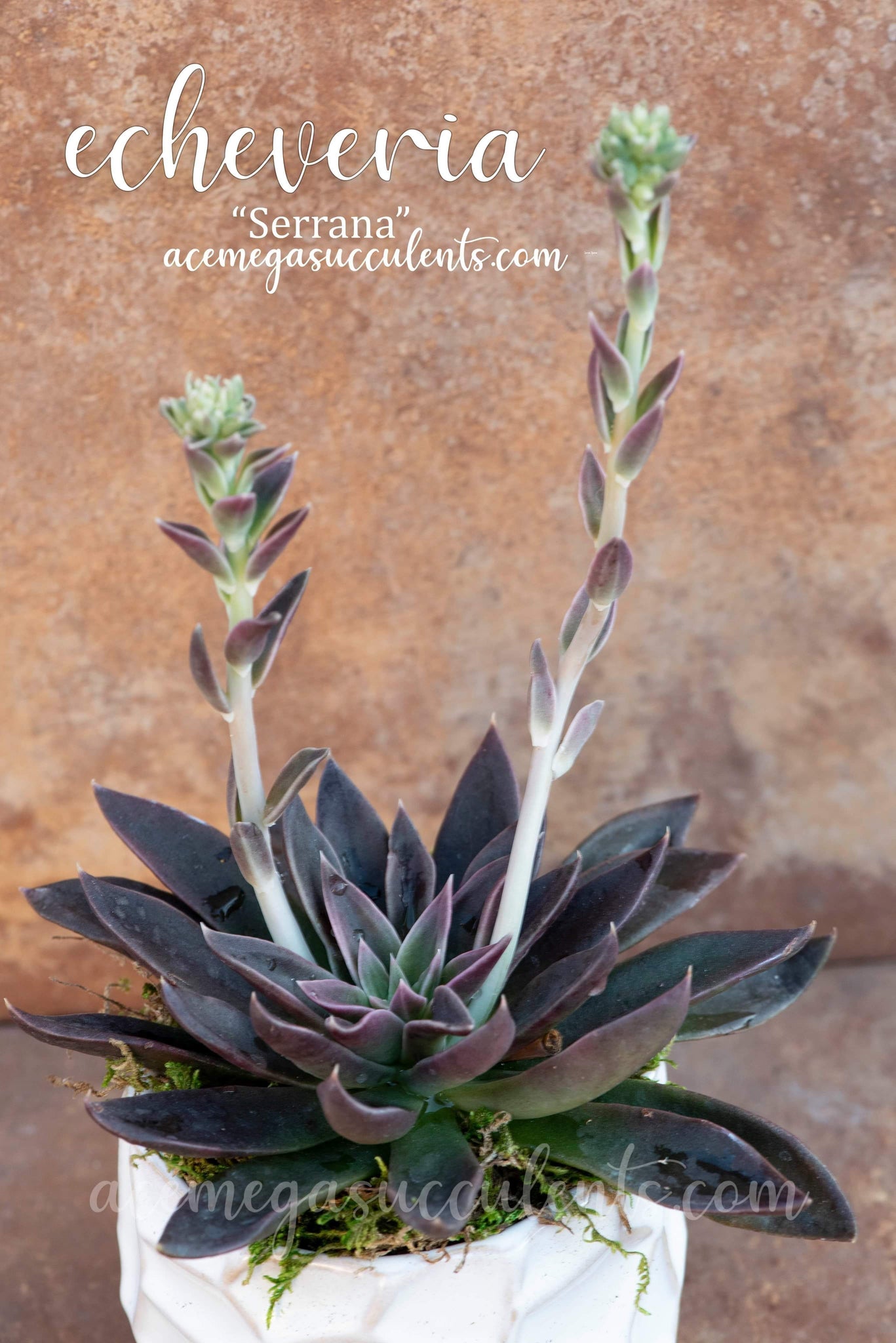 serrana succulent Echeveria Serrana – AceMegaSucculents