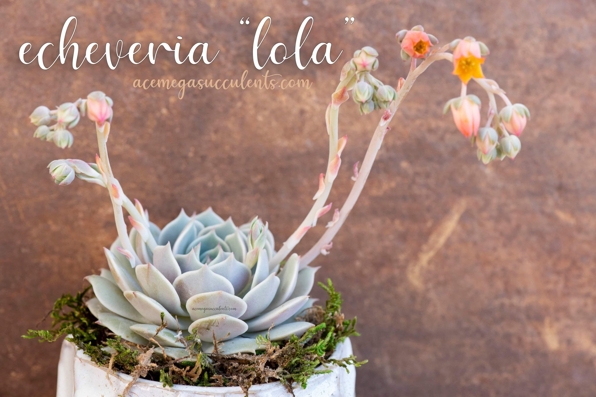 lola succulent Echeveria "Lola" – AceMegaSucculents