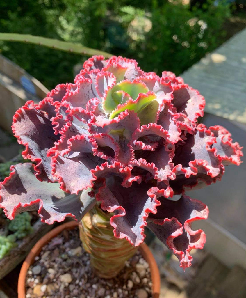 pink succulent plants for sale Echeveria Dick Pink – AceMegaSucculents