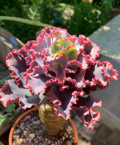 Echeveria Dick Pink