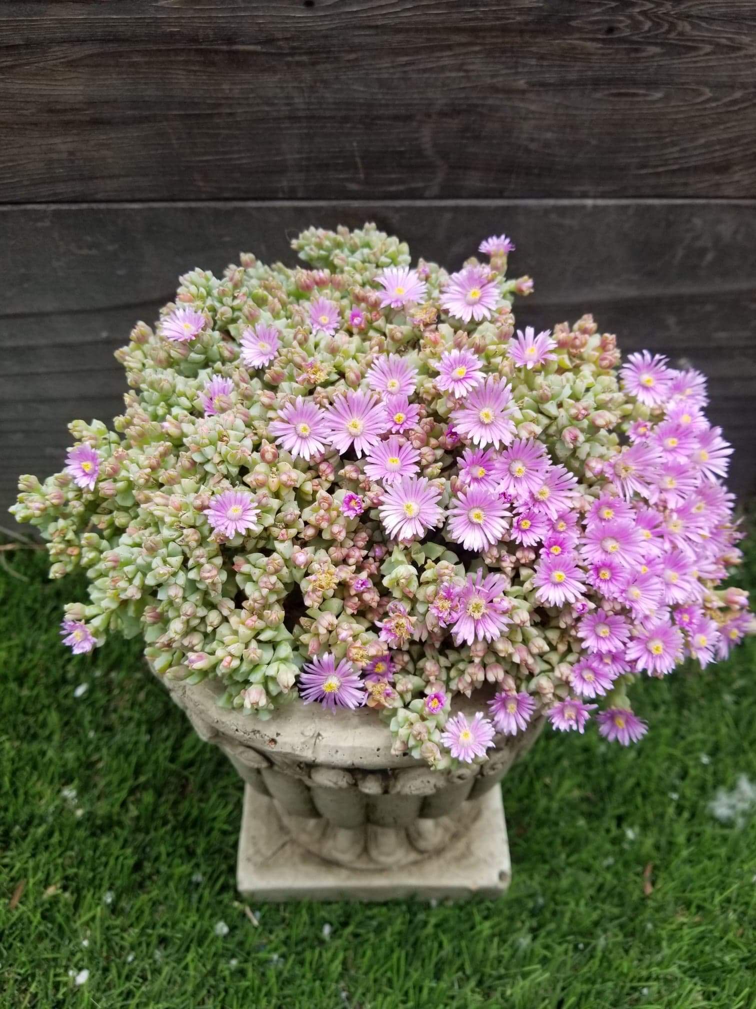 pink ice plant succulent Oscularia Deltoides ice plant pink – AceMegaSucculents