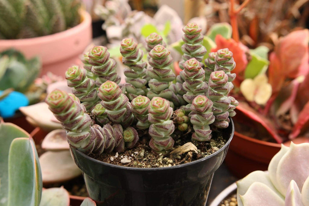 babys necklace succulent Crassula "Baby's Necklace" – AceMegaSucculents