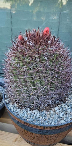 Ferocactus Wislizeni Cactus