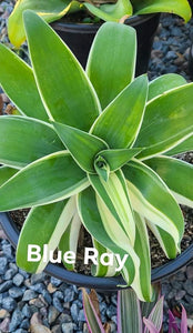 Agave Blue Ray 5gal
