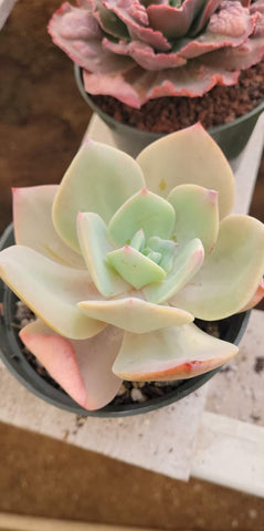 Imported Echeveria Lemon Rose 6"
