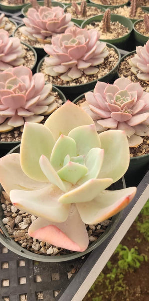 Imported Echeveria Lemon Rose 6"