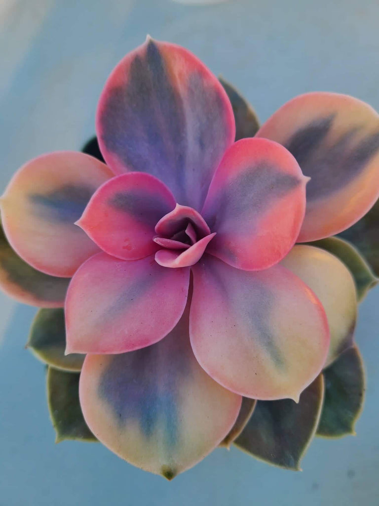 rainbow echeveria succulent Echeveria Western Rainbow Rare Import – AceMegaSucculents