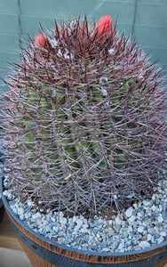 Ferocactus Wislizeni Cactus