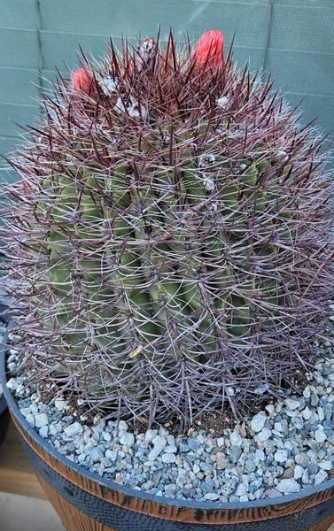 Ferocactus Wislizeni Cactus