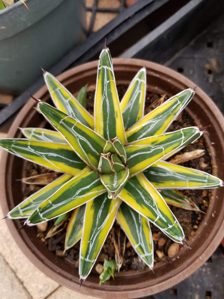 Agave Queen Victoria