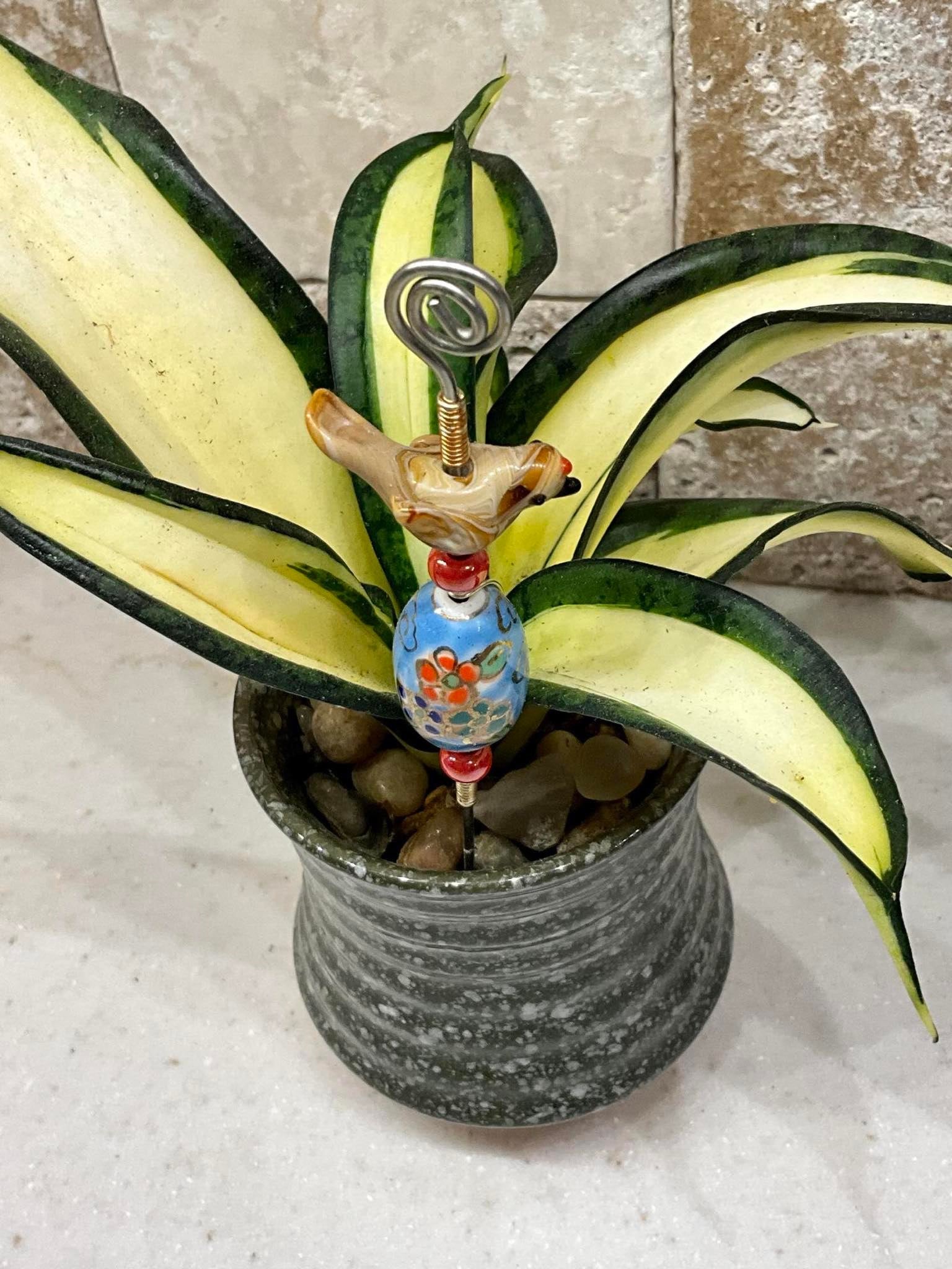 twisted sansevieria Sansevieria Trifasciata Golden Wendy – AceMegaSucculents