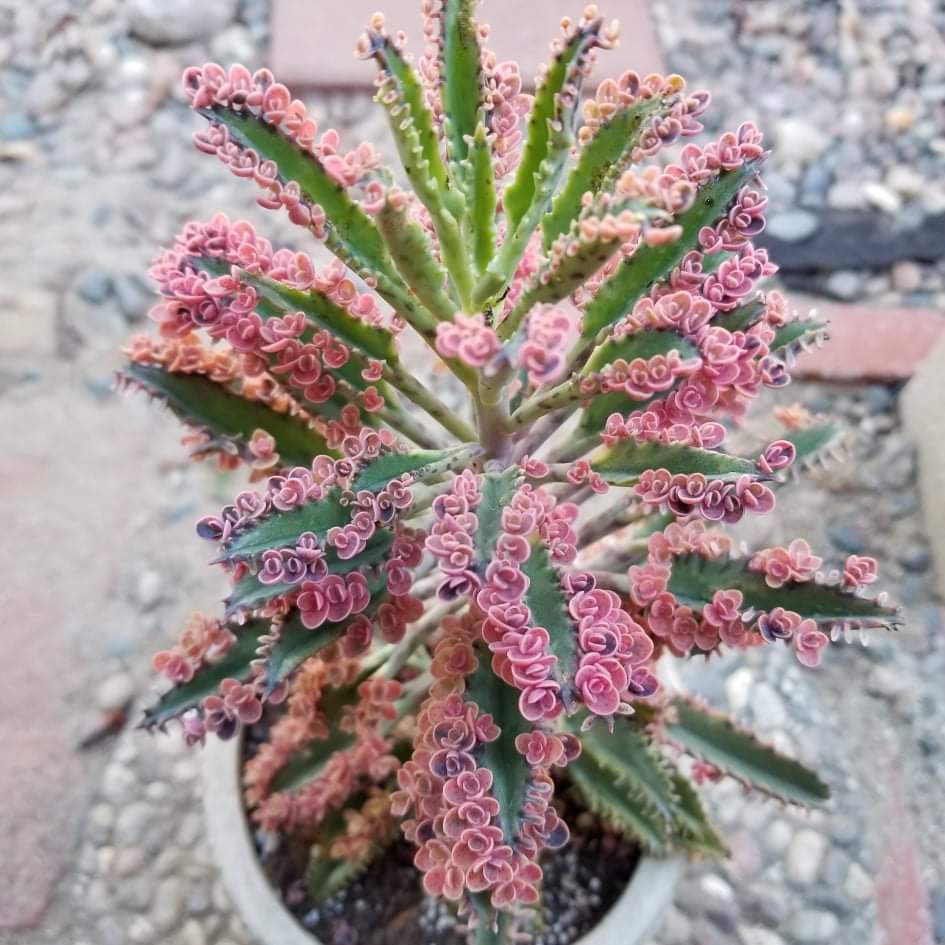 pink butterflies mother of thousands kalanchoe succulents Kalanchoe 'Pink Butterflies – AceMegaSucculents