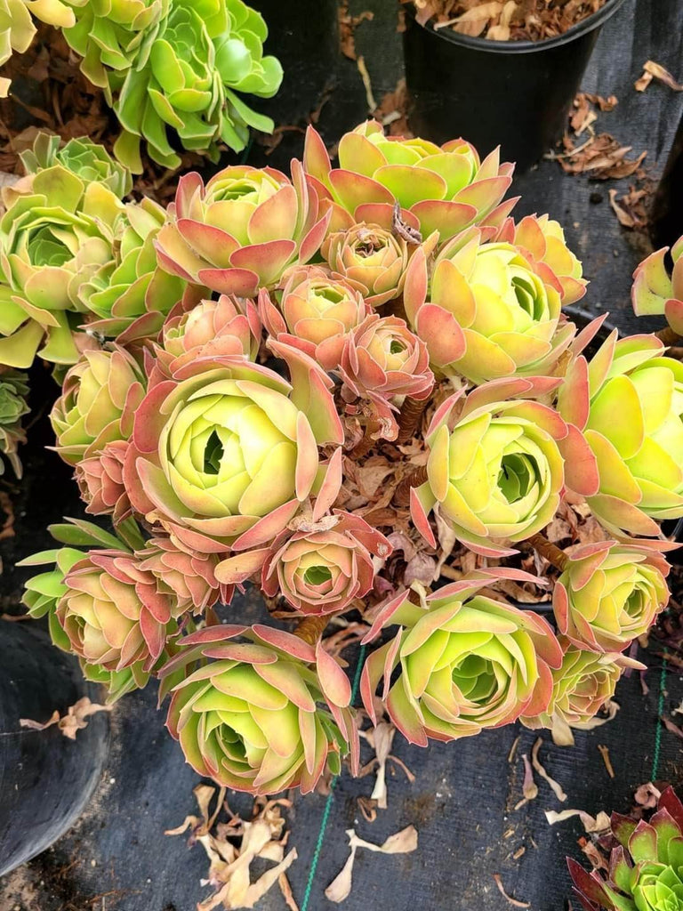 green rose succulent Aeonium Green Rose – AceMegaSucculents