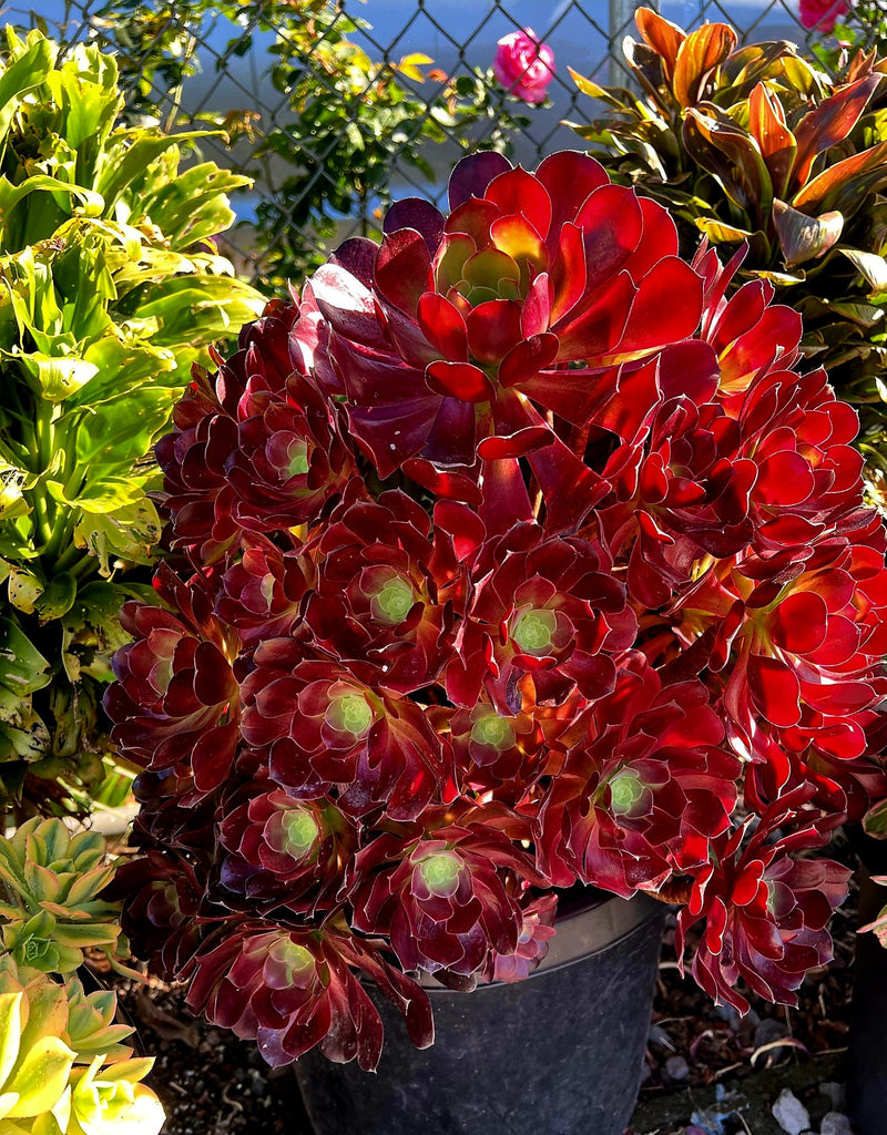 aeonium blushing beauty succulent Aeonium Blushing Beauty – AceMegaSucculents