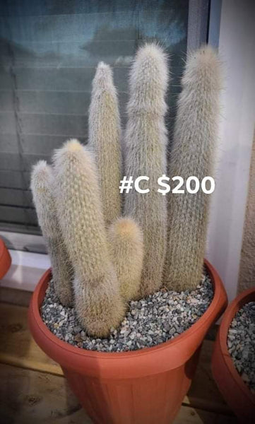 Cleistocactus strausii Silver Torch Live Cactus