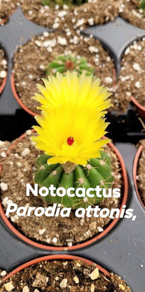 Notocactus Parodia attonis
