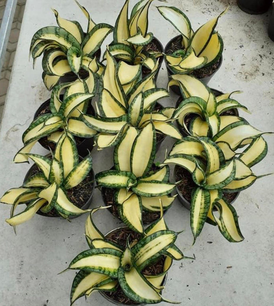 golden wendy snake plant Sansevieria Trifasciata Golden Wendy – AceMegaSucculents