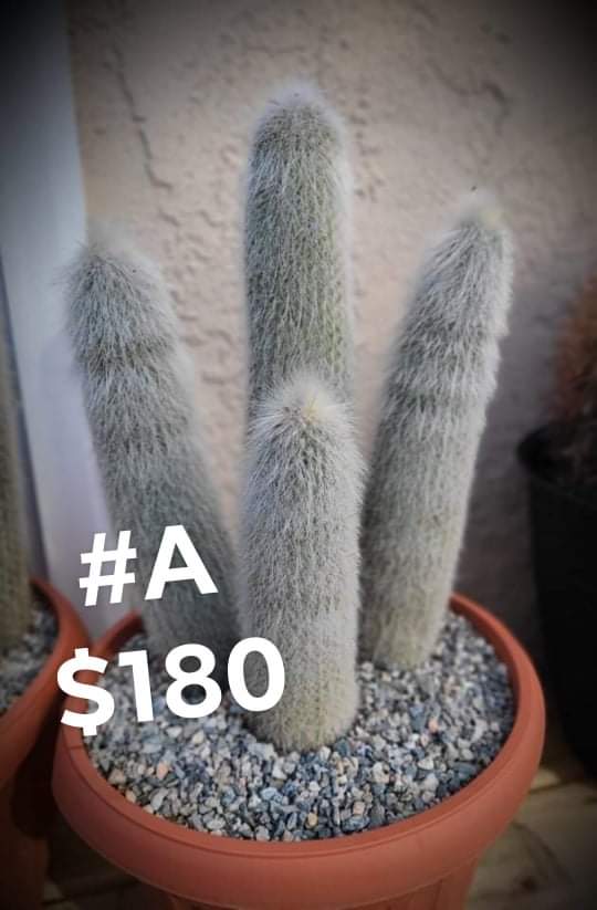 Cleistocactus strausii Silver Torch Live Cactus