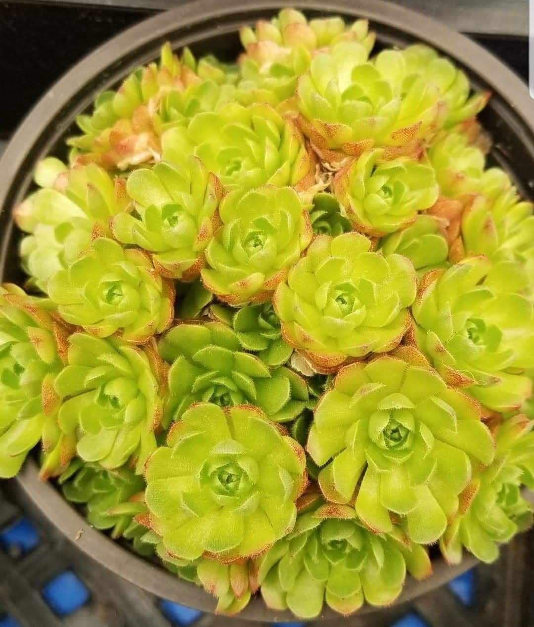 rosularia succulent Rosularia Platyphylla – AceMegaSucculents
