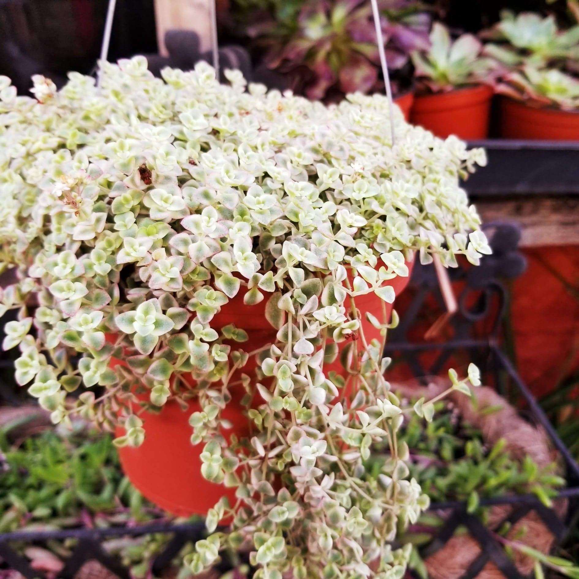 sedum little missy succulent Sedum Little Missy Full – AceMegaSucculents