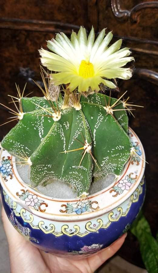 Astrophytum ornatum cactus – AceMegaSucculents